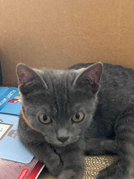 Котёнок породы Корат