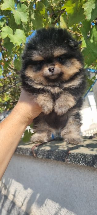 Померан мини померанче