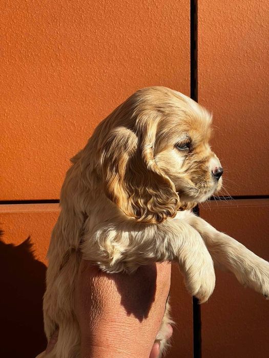 Кокер шпаньол момченце  карамел родословен баща