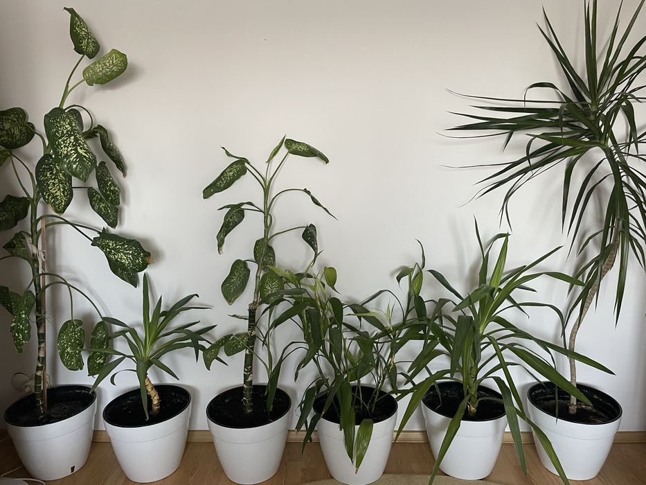 vand plante de apartament