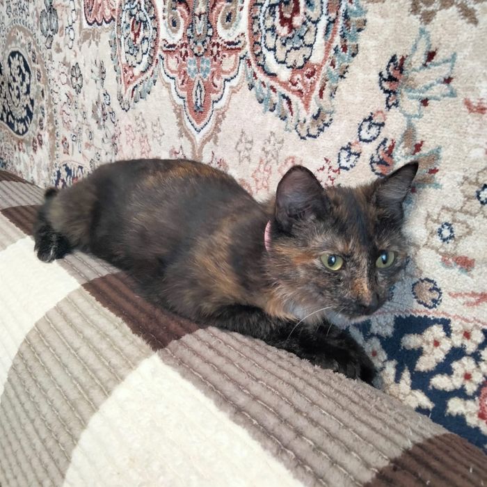 Отдам даром кошечку