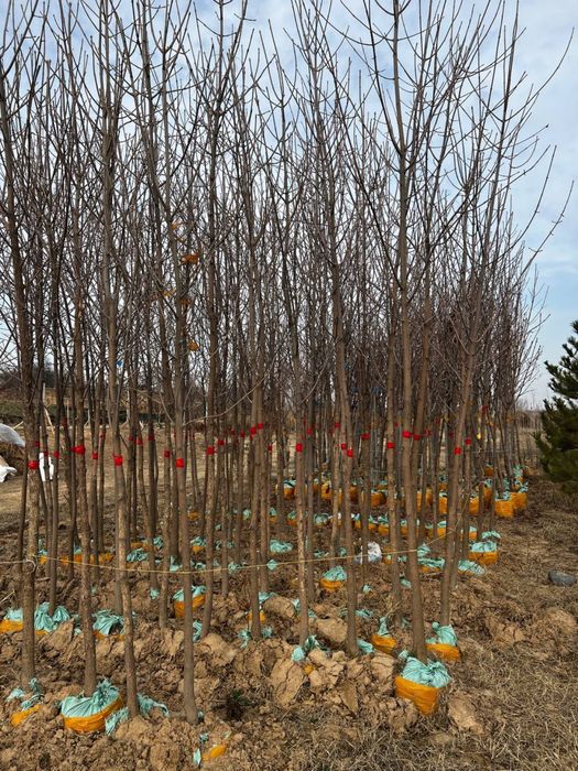 Продам декоративные деревья, в любом количестве