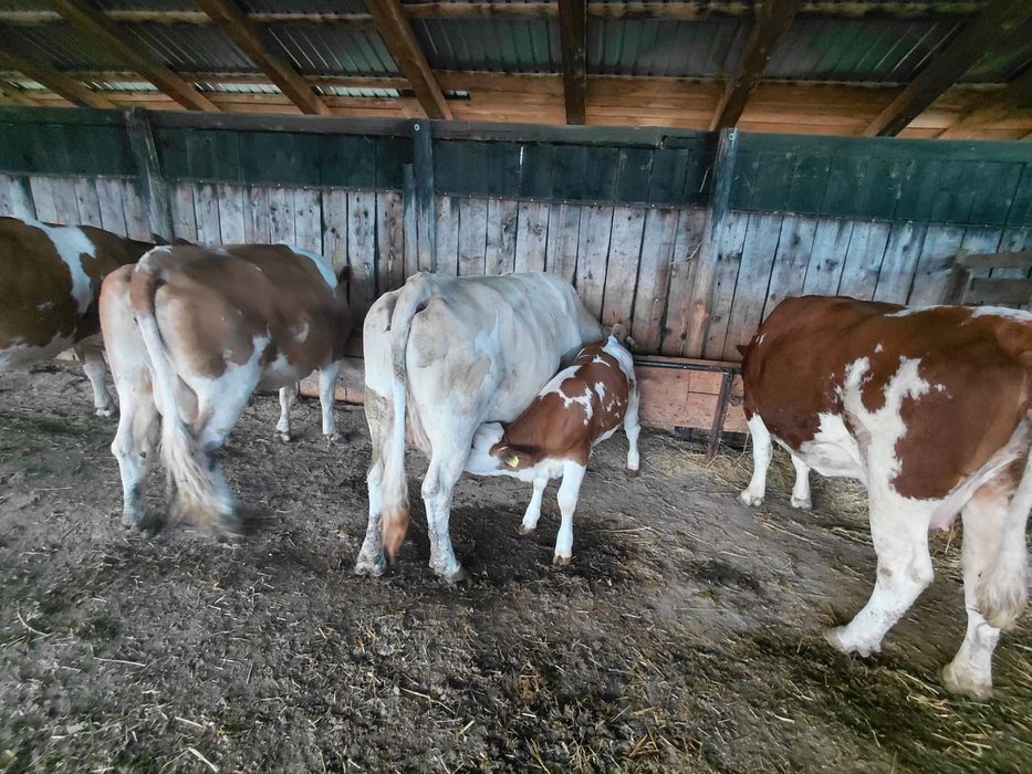 Vand vaca BR de 6 ani cu vitea de 2 luni jumatate