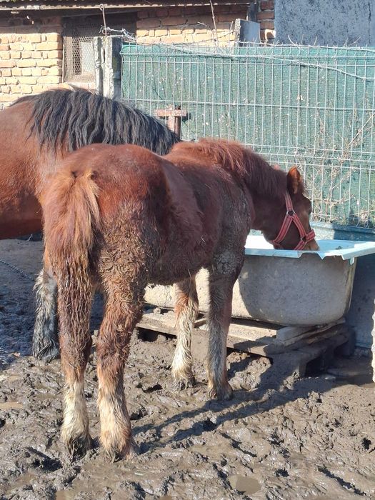 De vanzare manz si manza