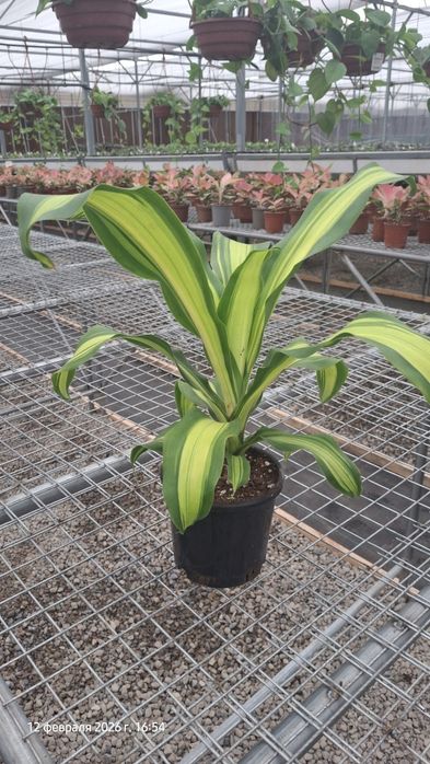 Xona o'simliklari Yashil Zamin