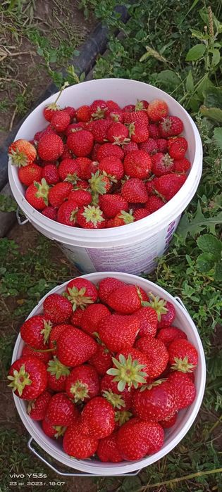 Саженцы Малины Клубники