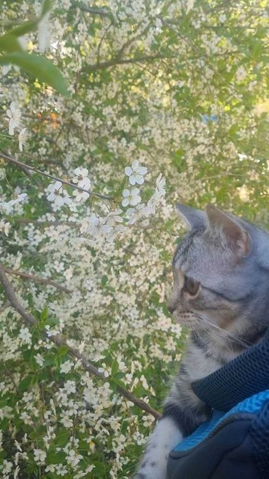 Котенок компаньон домашний