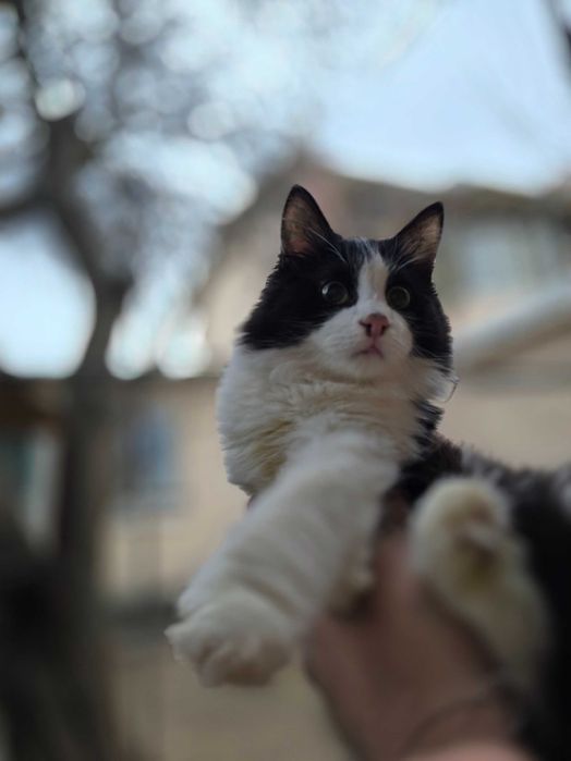 Котёнок, мальчик, 6 месяцев