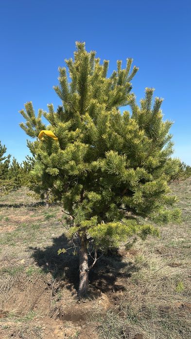 Посадка деревьев и кустарников