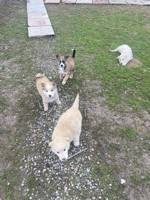 Щенки 3 мальчика 1 девочка