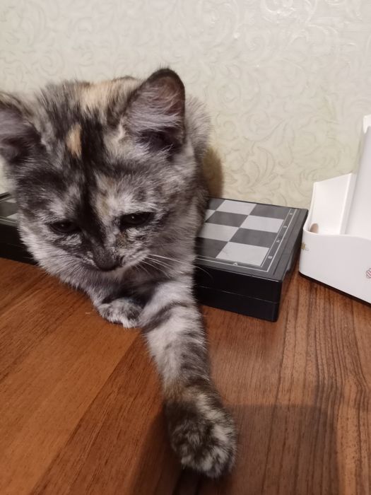 Отдам котенка, ей 4месяца