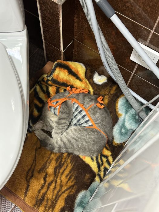Кошечка в любящую семью
