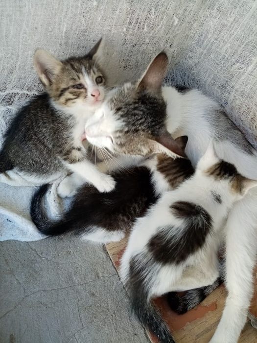 Отдам котят бесплатно