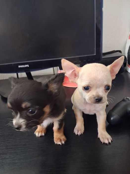 Cauta stapan doi masculi Chiuhuaua