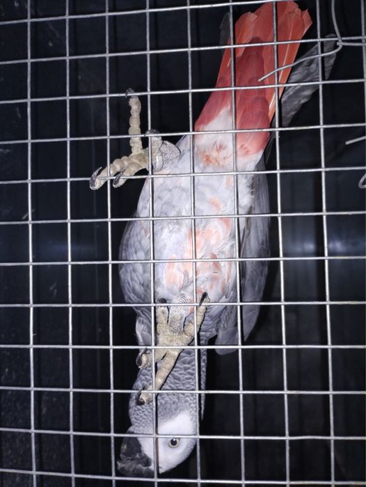 Papagal Jako (Gri African) – Exemplar deosebit cu inserții roșii