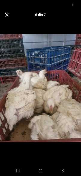 Pui carne și pui rasă mixtă