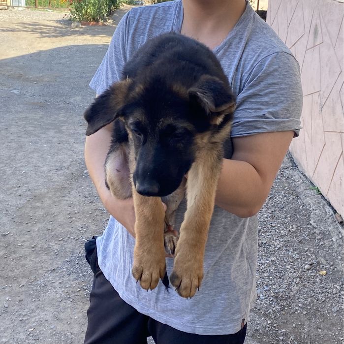 Щенки немецкой овчарки