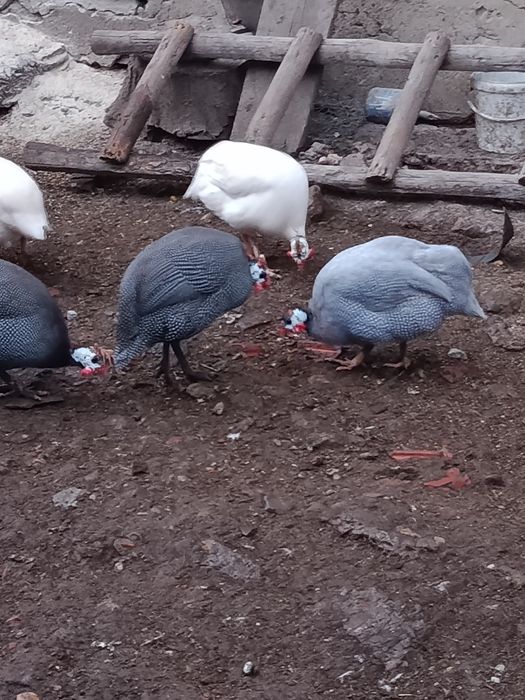 Oua bibilica pt incubat
