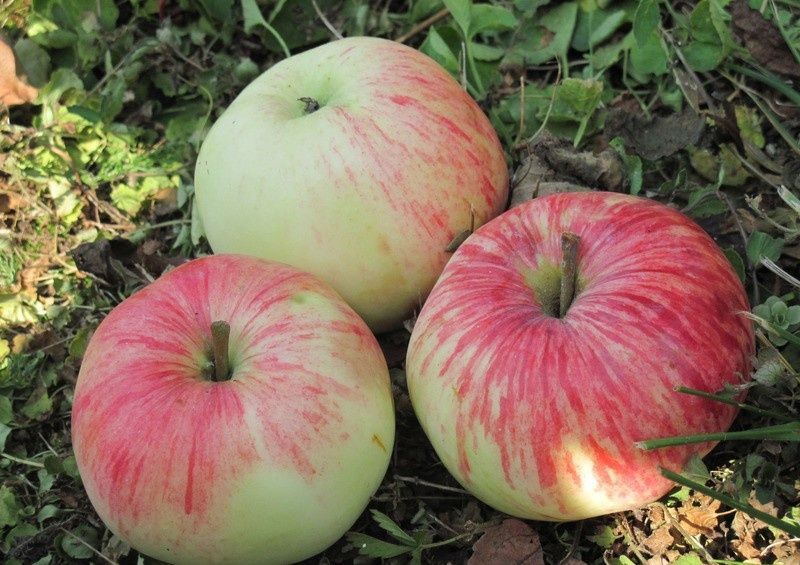 Мевали дарахт кўчатлари Каттақўрғон