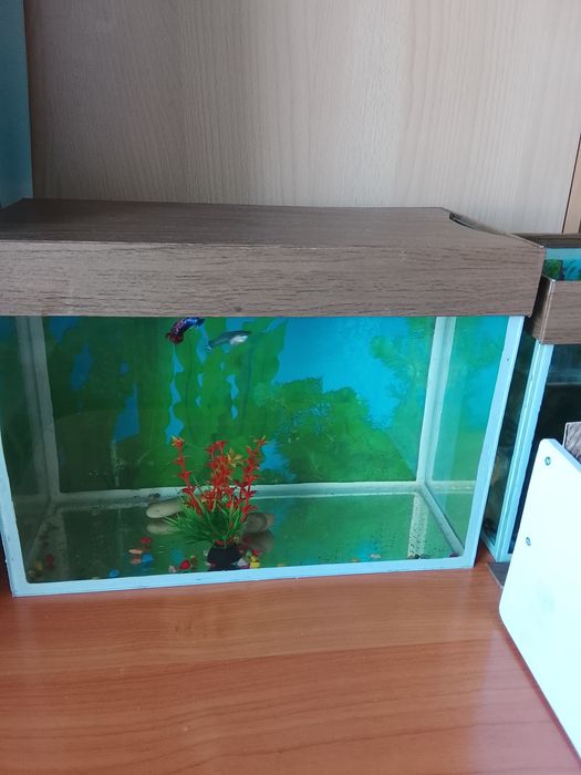 Продам аквариум с рыбками.