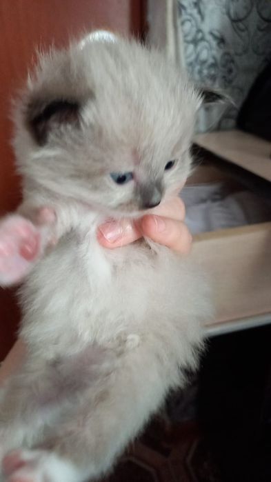 Отдам котят в добрые руки