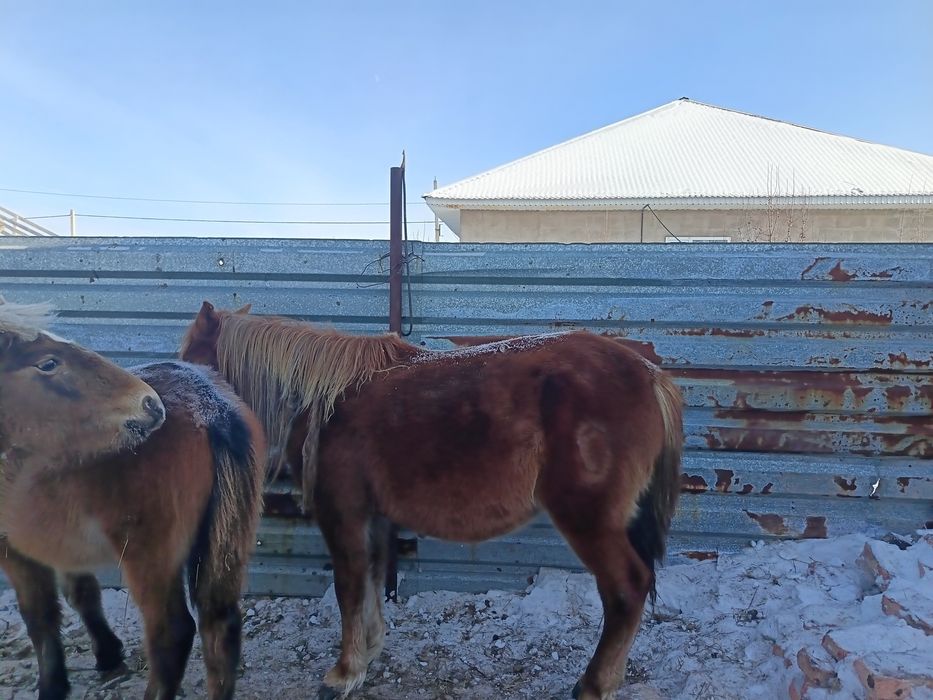 Байтал сатылады,,,