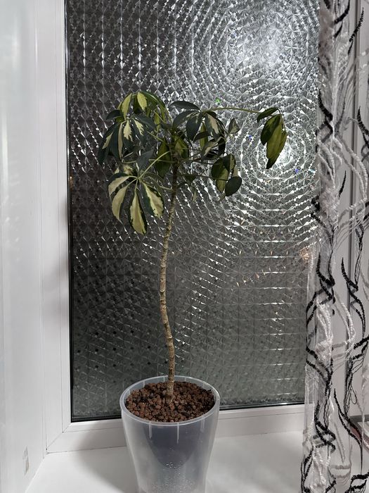 Цветы комнатные в идеале