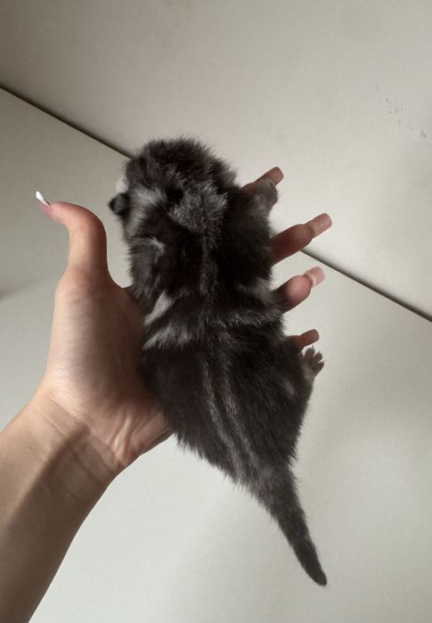 Продается котята