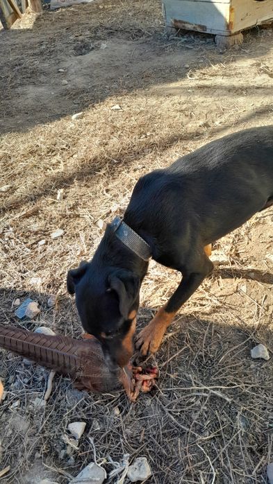 Продаётся ягтеръер