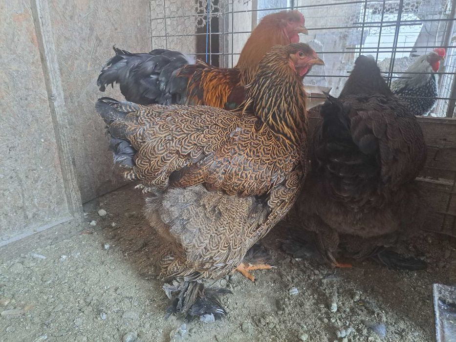 Vand Gaini și cocoși brahma diferite culori