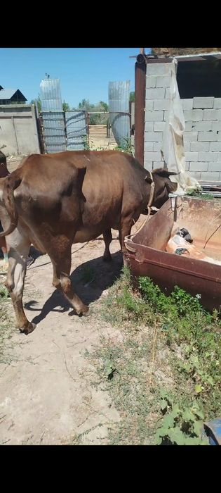 Вынужденый забоц