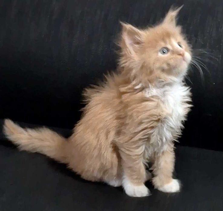 Felisa WCF-rasa Maine Coon-Pedigree-Timisoara