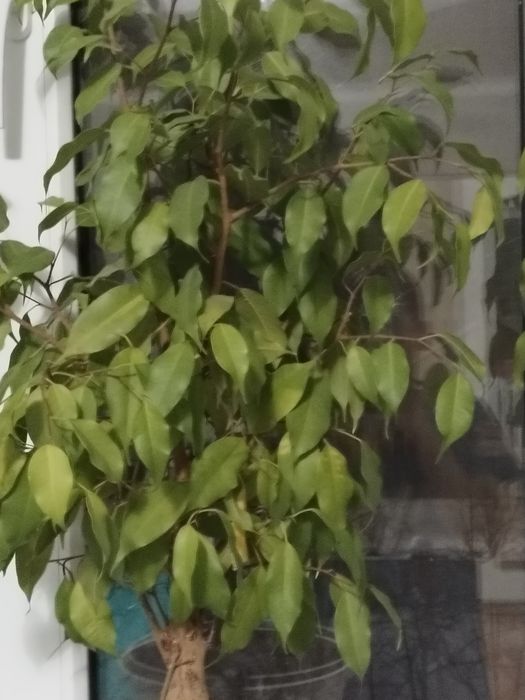 Продам цветы фикусы и бугенвилии