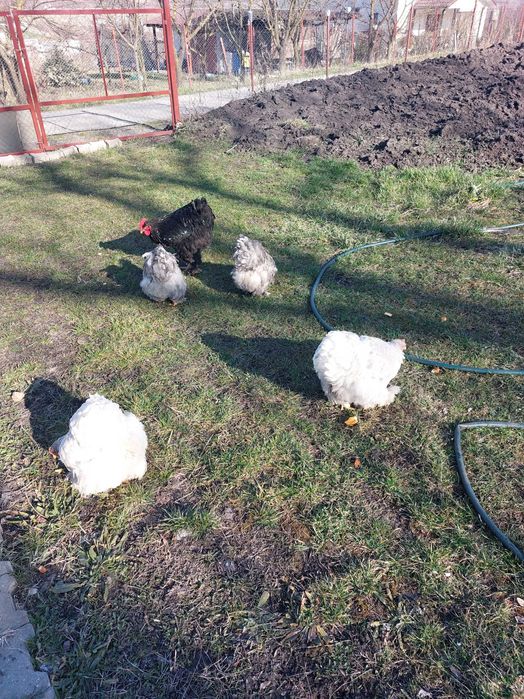 Ouă incubat Cochinchina