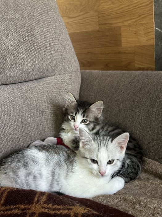 Отдалим котят в добрые руеи