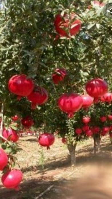 Pomi columnari rodie anul 3/4