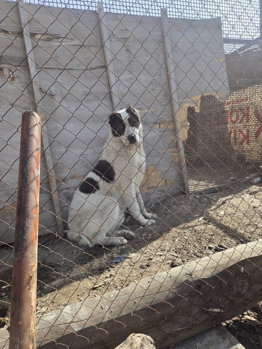 Продам щенка Алабай