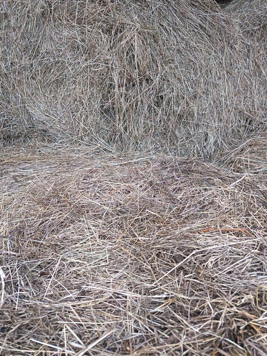 Vând baloți fân și presă de balotat