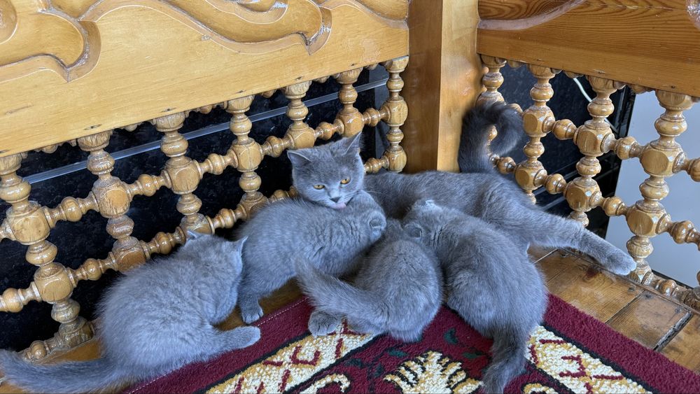 Британские кошки