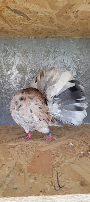 Porumbei  de vanzare din rasa coadă rotată