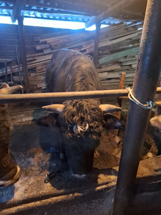 Продам быка возраст 2 года!