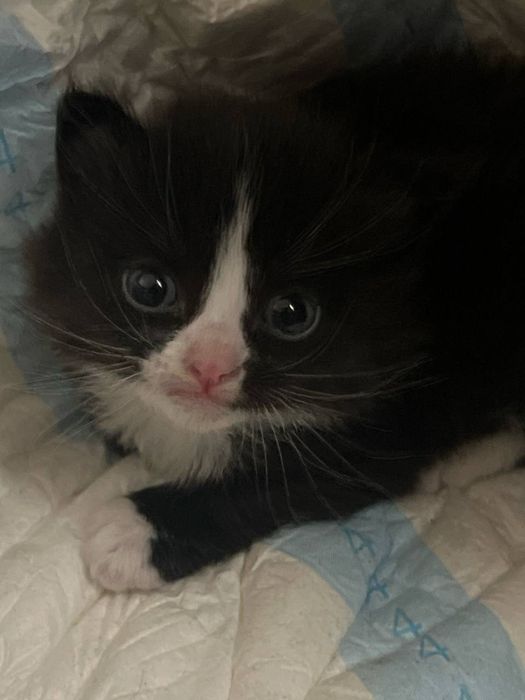Котенок в добрые руки
