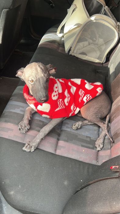 Потерялась собака