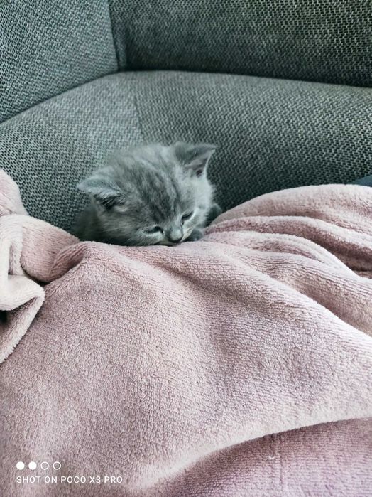 Котенца Британчета