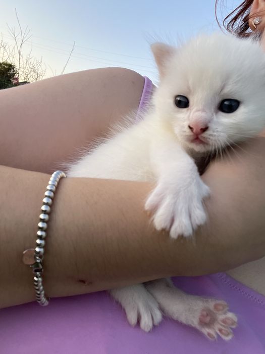 Отдам котят в добрые руки