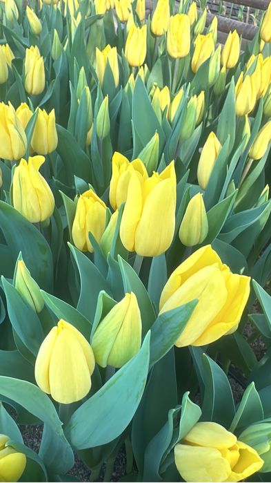 Тюльпаны оптом местные