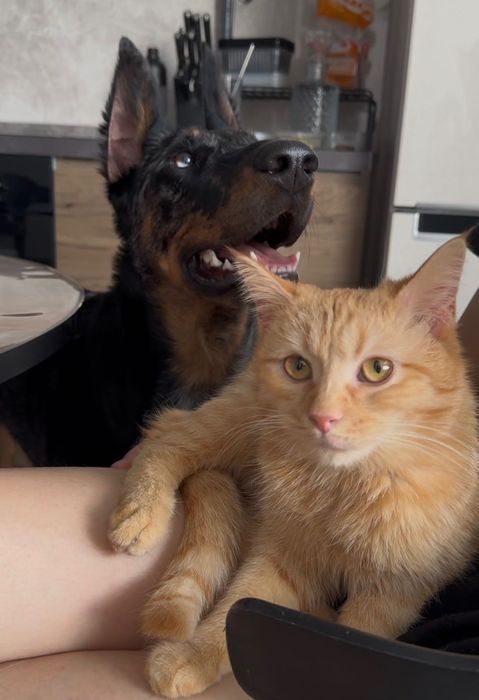 Рыжий кот, беспородный