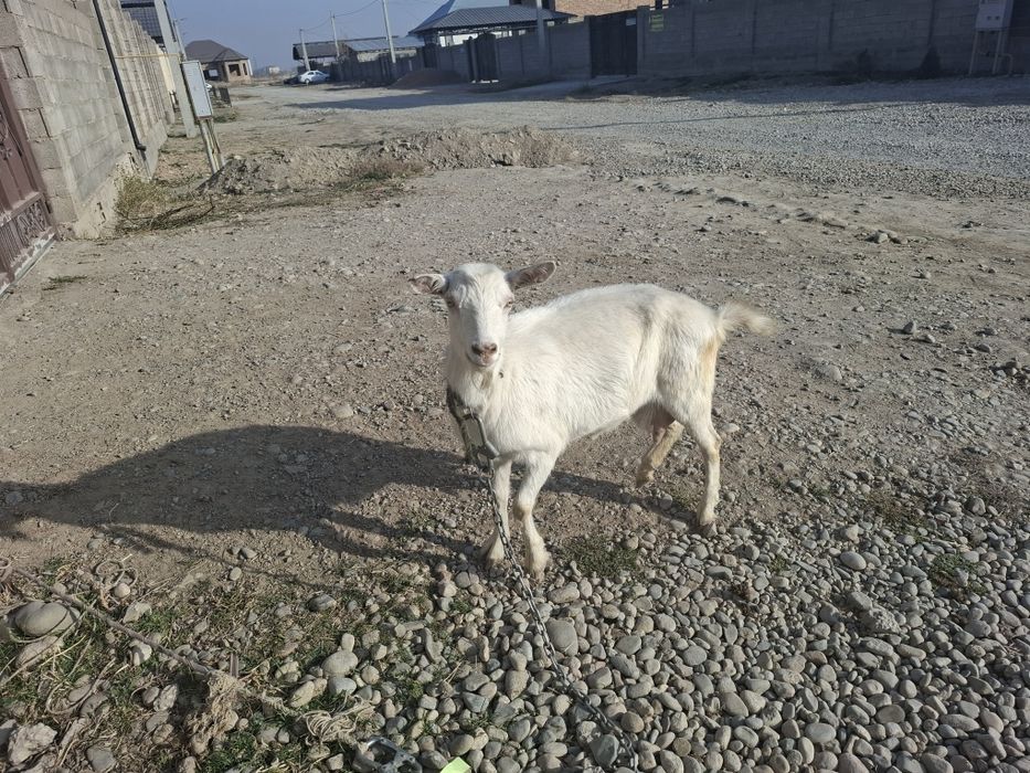 Ешкі занеен сатылады.