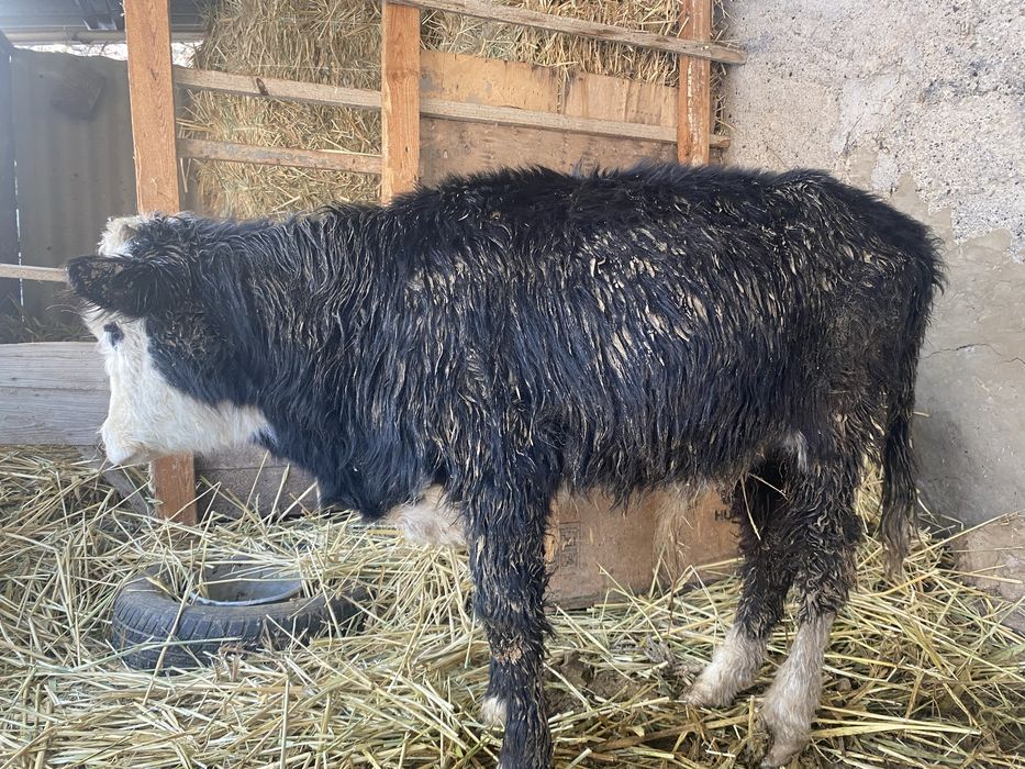 Еркек баспақ сатылады