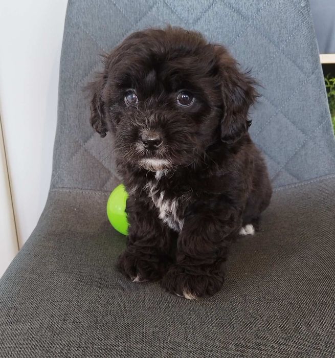Shih poo/Mini poodle